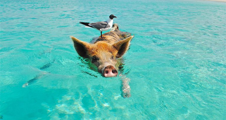 Swim with the pigs in Bahamas